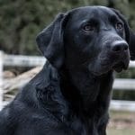 Afaird – Mixed Dog Breeds Characteristics & Facts