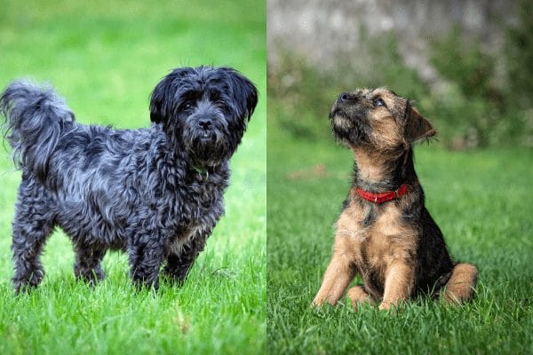Affen Border Terrier Mixed Dog Breeds Image 2