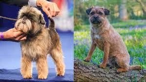 Affen Border Terrier Mixed Dog Breeds Image
