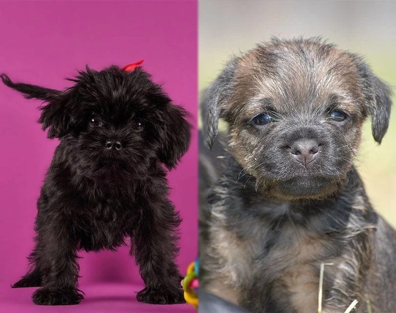 Affen Border Terrier Mixed Dog Breeds Puppies
