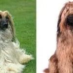 Affen Border Terrier – Mixed Dog Breeds