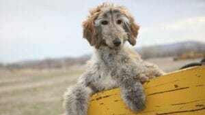 Afghan-Hound-Dog-Breed-Puppies-1