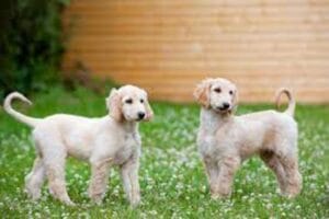 Afghan-Hound-Dog-Breed-Puppies