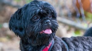 affen-tzu-mixed-breed-dogs-characteristics-facts-1