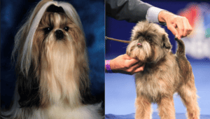 affen-tzu-mixed-breed-dogs-characteristics-facts-2
