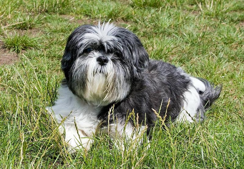 affen-tzu-mixed-breed-dogs-characteristics-facts
