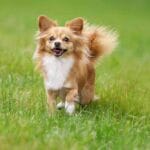Affen Tzu Mixed Dog Breed Characteristics & Facts