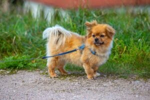 affenhuahua-mixed-dog-breed-characteristics-facts