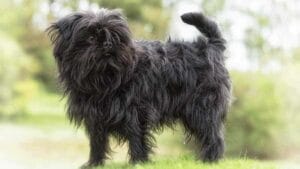 affenhuahua-mixed-dog-breed-characteristics-facts-5