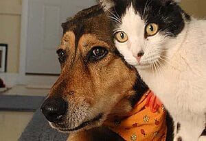 cats-and-dogs-are-socialized-3