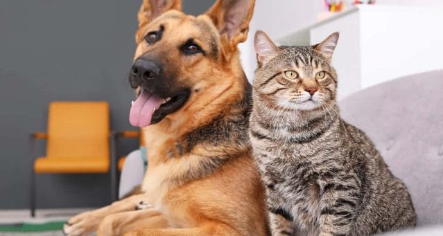 cats-and-dogs-are-socialized