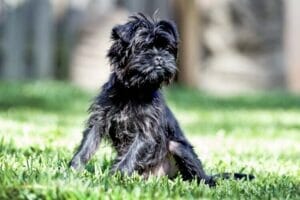 affenpinscher-dog-breeds-characteristics-facts-1