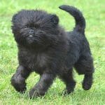 Affenhuahua Mixed Dog Breed Characteristics & Facts