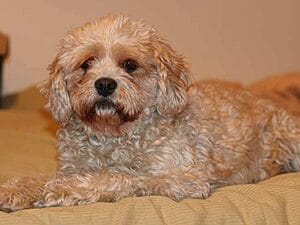 affenpoo-mixed-dog-breeds-characteristics-facts-4