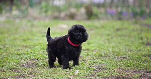 affenpug-mixed-dog-breeds-characteristics-facts-5