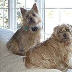 Cairn Terrier – Mixed Dog Breed Characteristics & Facts