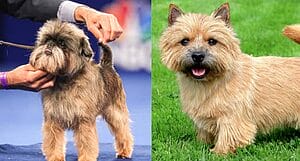 affenwich-mixed-dog-breed-characteristics-facts