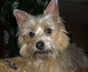 affenwich-mixed-dog-breed-characteristics-facts-5