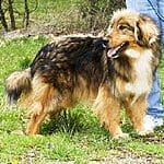 Afghan Chon – Mixed Dog Breed Characteristics & Facts