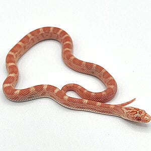 albino-sunkissed-corn-snake-1