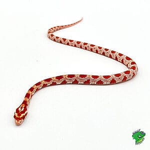 albino-sunkissed-corn-snake-3