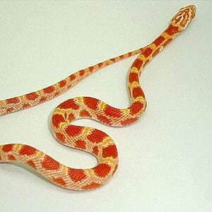 albino-sunkissed-corn-snake-4