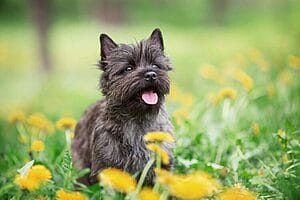 cairn-terrier-mixed-dog-breed-characteristics-facts-2