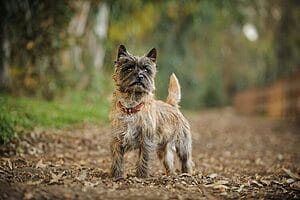 cairn-terrier-mixed-dog-breed-characteristics-facts-3