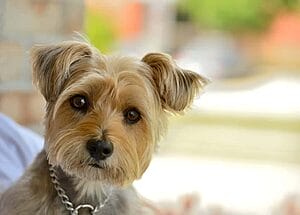 cairn-terrier-mixed-dog-breed-characteristics-facts