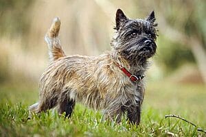 cairn-terrier-mixed-dog-breed-characteristics-facts-4