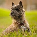 Affenshire – Mixed Dog Breed Characteristics & Facts
