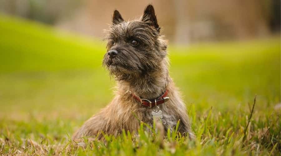 cairn-terrier-mixed-dog-breed-characteristics-facts-5