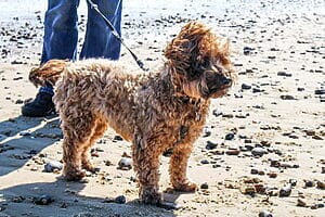 cairnoodle-mixed-dog-breed-characteristics-facts-3