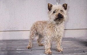 cairnoodle-mixed-dog-breed-characteristics-facts
