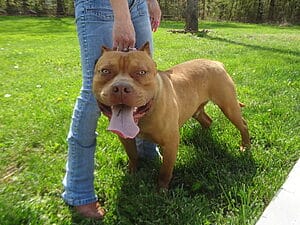 camelot-bloodline-pitbull-kennels-1