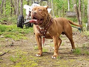 camelot-bloodline-pitbull-kennels-2