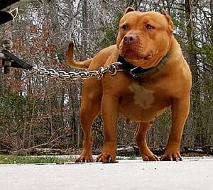 camelot-bloodline-pitbull-kennels-3