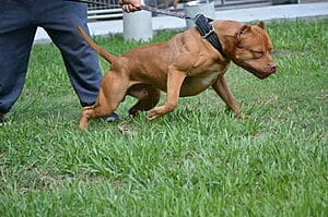 camelot-bloodline-pitbull-kennels-4