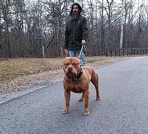 camelot-bloodline-pitbull-kennels-5