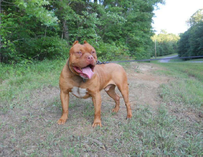 camelot-bloodline-pitbull-kennels