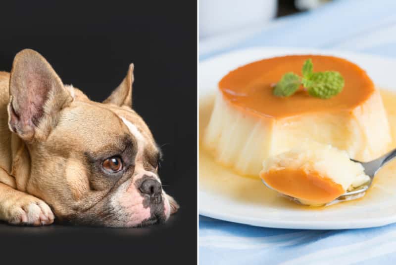 can-dogs-have-flan-1
