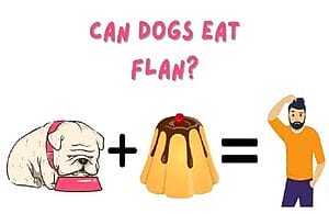 can-dogs-have-flan-2