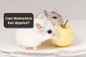 can-hamsters-eat-apples-what-should-you-know-1