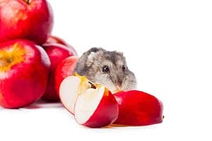 can-hamsters-eat-apples-what-should-you-know-2