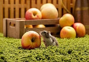 can-hamsters-eat-apples-what-should-you-know-3
