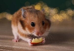 can-hamsters-eat-apples-what-should-you-know