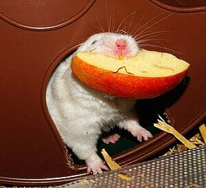 can-hamsters-eat-apples-what-should-you-know-4