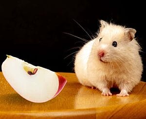 can-hamsters-eat-apples-what-should-you-know-5