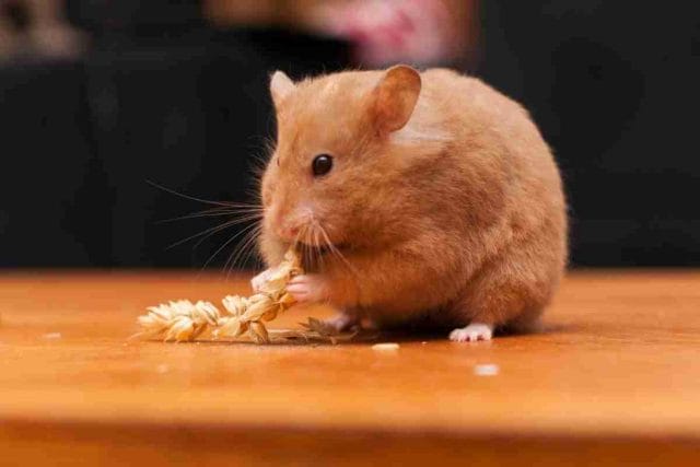 can-hamsters-eat-oats-3-things-you-should-know