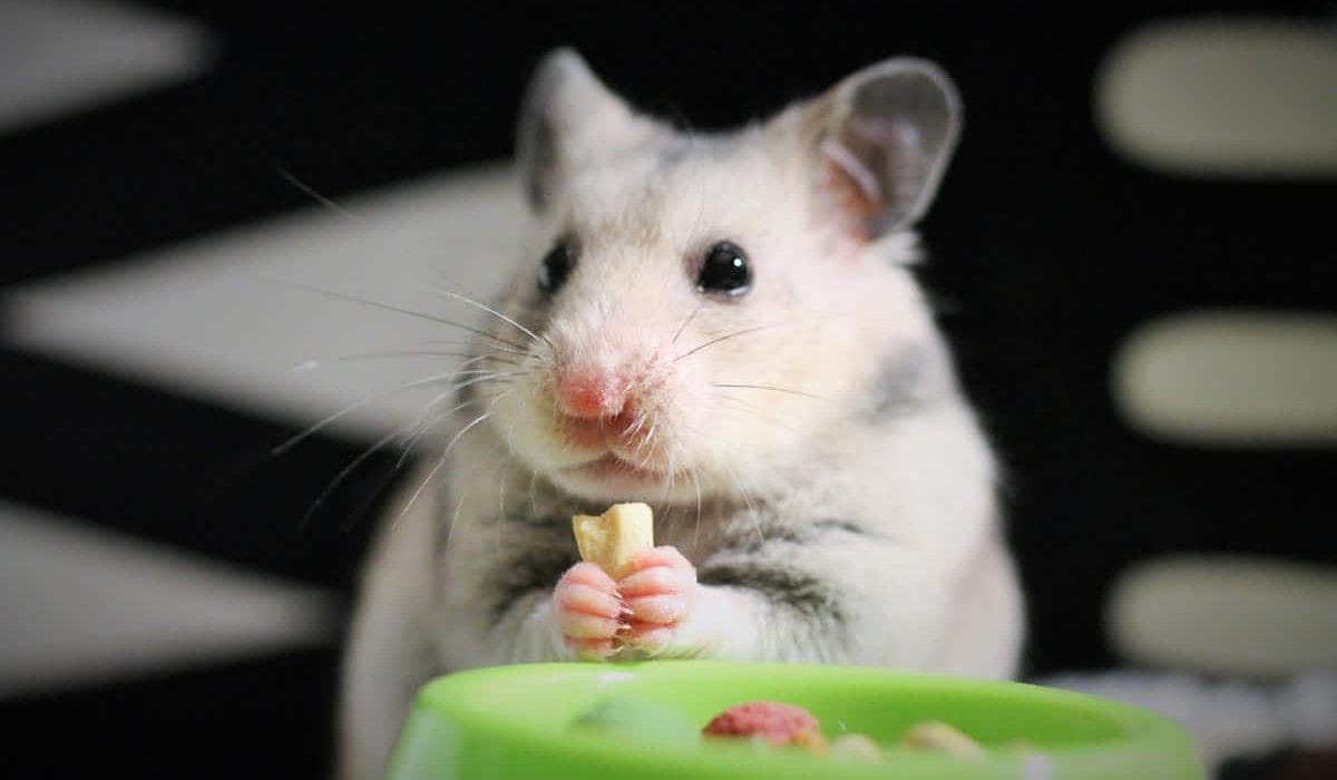 can-hamsters-eat-oats-3-things-you-should-know
